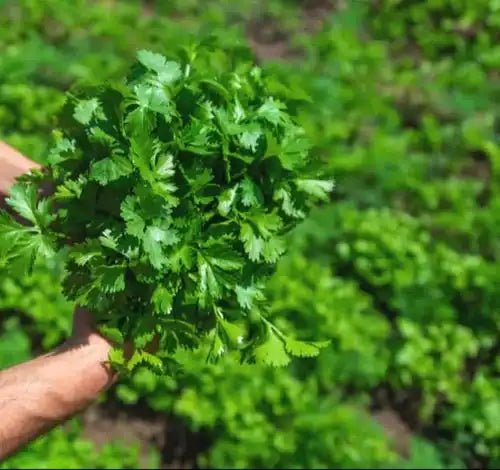 Coriander Leaf Liquid Extract (Water Soluble) - Coriandrum sativum - Bulk Supplier India - shop_name