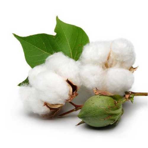 Cotton Seed Liquid Extract (Water Soluble) - Gossypium spp - Bulk Supplier India - shop_name