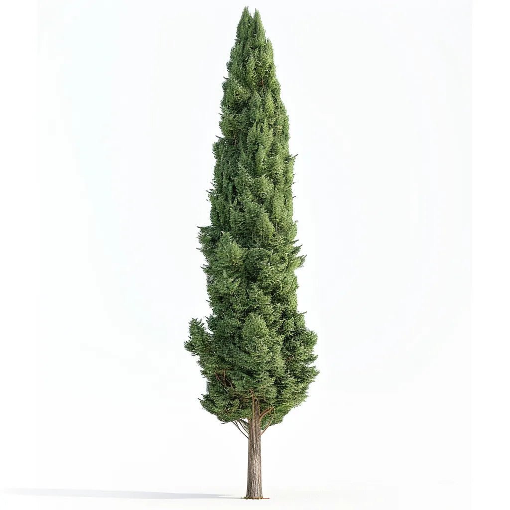 Cypress Liquid Extract (Water Soluble) - Cupressus sempervirens - Bulk Supplier India - shop_name