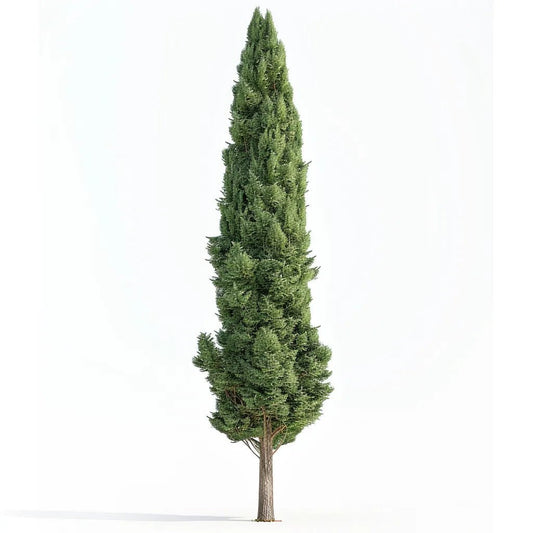 Cypress Liquid Extract (Water Soluble) - Cupressus sempervirens - Bulk Supplier India - shop_name
