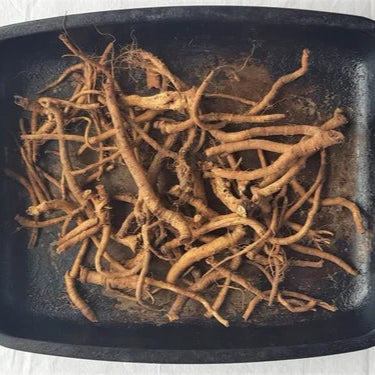 Dandelion Root Extract Powder - Taraxacum officinale - Herbuno.Com