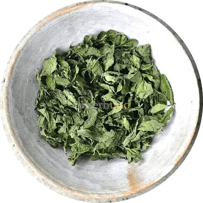 Mint Leaf Liquid Extract (Water Soluble) - Mentha spicata - Bulk Supplier India - shop_name