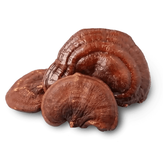 Dehydrated Reishi Mushroom Slices - Herbuno.Com
