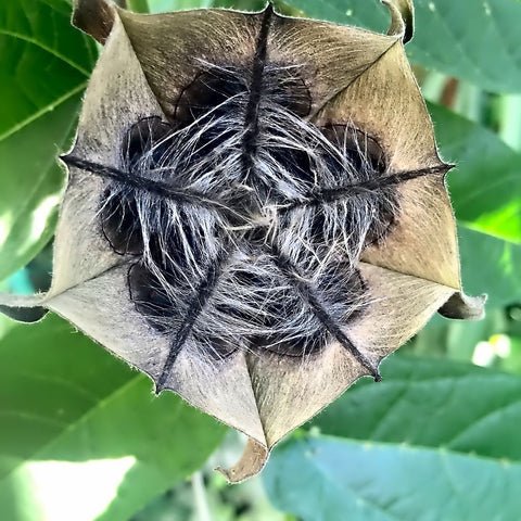 Devil's Cotton (Ulatkambal) Root Bark Liquid Extract (Water Soluble) - Abroma augusta - Herbuno.Com