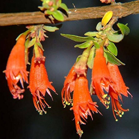 Dhawa Flower Extract Powder - Woodfordia fruticosa - Herbuno.Com