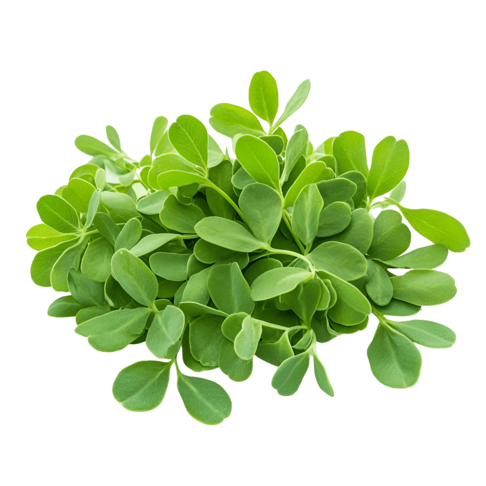 Fenugreek Leaf Liquid Extract (Water Soluble) - graecum - Bulk Supplier India - shop_name
