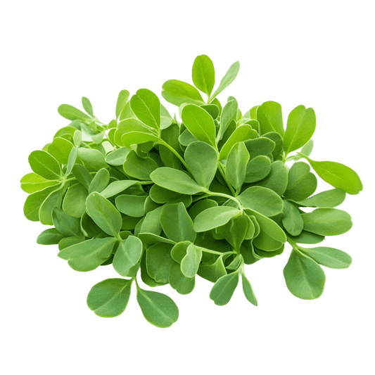 Fenugreek Leaf Liquid Extract (Water Soluble) - graecum - Bulk Supplier India - shop_name