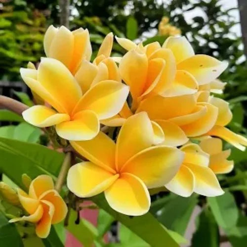 Frangipani Flower Extract Powder - Plumeria pudica - Herbuno.Com