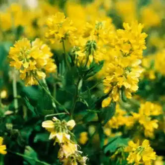 Galactomannan (from Guar Gum) Extract Powder - Cyamopsis tetragonoloba - Herbuno.Com