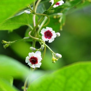 Gandh Prasarini Extract Powder - Paederia Foetida - Herbuno.Com