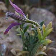 Gaozaban Flower Extract Powder - Onosma bracteatum - Herbuno.Com