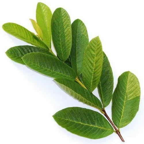 Guava Leaf Extract Powder - Psidium guajava - Herbuno.Com