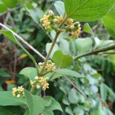 Gurmar Leaf Liquid Extract (Water Soluble) - Gymnema Sylvestre - Bulk Supplier India - shop_name