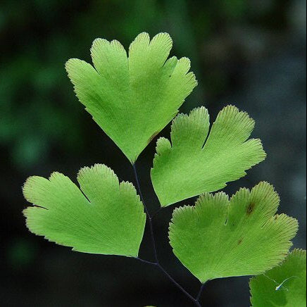 Hansraj Leaf Extract Powder - Adiantum Capillus Veneris - Herbuno.Com