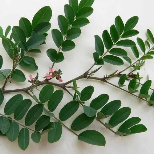 Indigo Liquid Extract (Water Soluble) - Indigofera tinctoria - Bulk Supplier India - shop_name