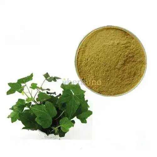 Ivy Leaf Extract Powder - Bulk Supplier India - shop_name