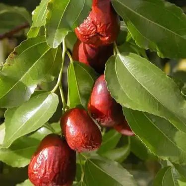 Jujube Liquid Extract (Water Soluble) - Ziziphus jujuba - Bulk Supplier India - shop_name
