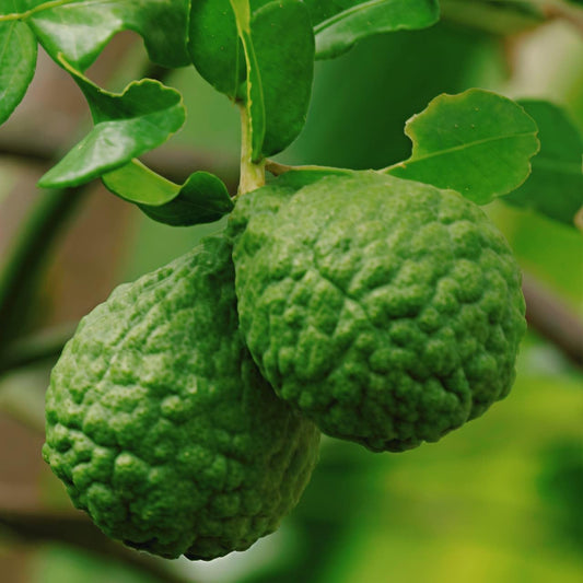 Kaffir Lime Liquid Extract (Water Soluble) - Citrus hystrix - Bulk Supplier India - shop_name