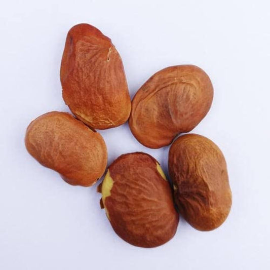 Karanja Liquid Extract (Water Soluble) - Pongamia Pinnata - Bulk Supplier India - shop_name
