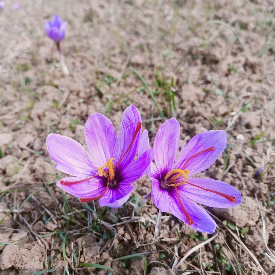 Kashmiri Saffron Chora / Chura - Crocus sativus - Herbuno.Com