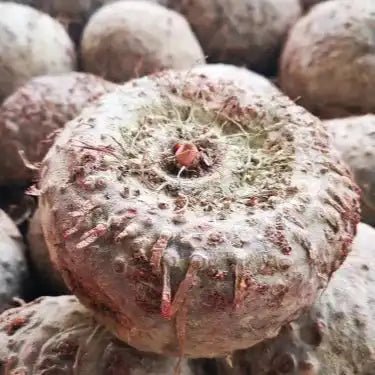 Konjac (Glucomannan) 95% Powder - Amorphophallus konjac - Bulk Supplier India - shop_name