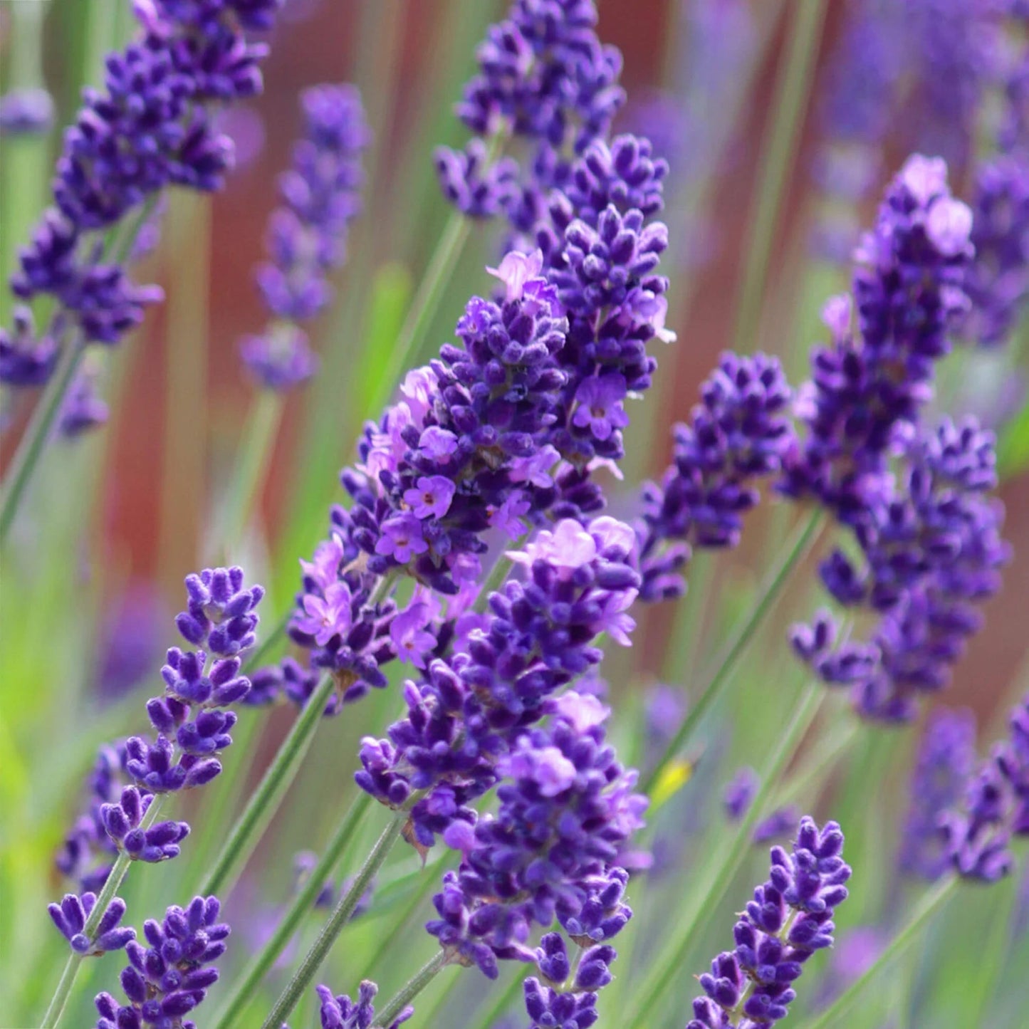 Lavender Flower Liquid Extract (Water Soluble) - Lavandula angustifolia - Bulk Supplier India - shop_name