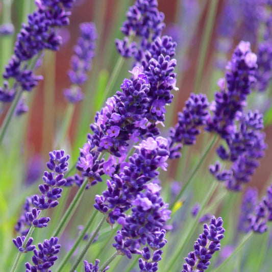 Lavender Flower Liquid Extract (Water Soluble) - Lavandula angustifolia - Bulk Supplier India - shop_name