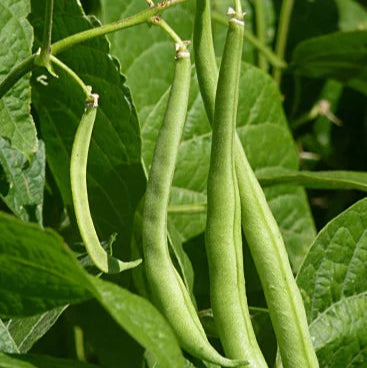 Lobia Extract Powder - Phaseolus vulgaris - Herbuno.Com