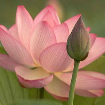 Lotus Flower Liquid Extract (Water Soluble) - Nelumbo Nucifera - Bulk Supplier India - shop_name