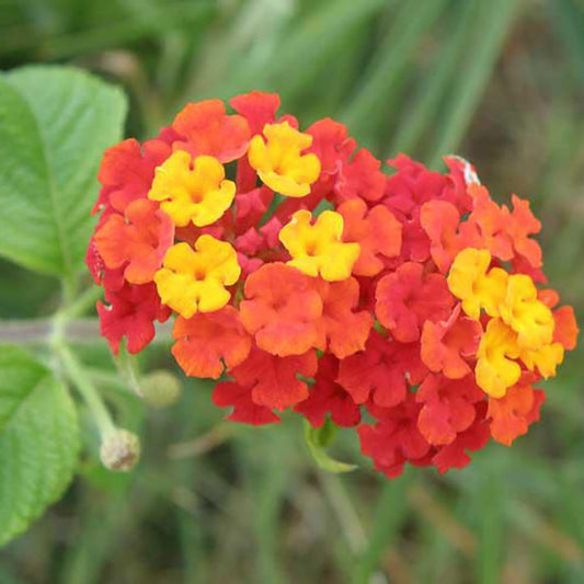 Magnesium (4%) — from Lantana camara - Herbuno.Com