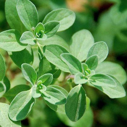 Marjoram Liquid Extract (Water Soluble) - Origanum majorana - Bulk Supplier India - shop_name