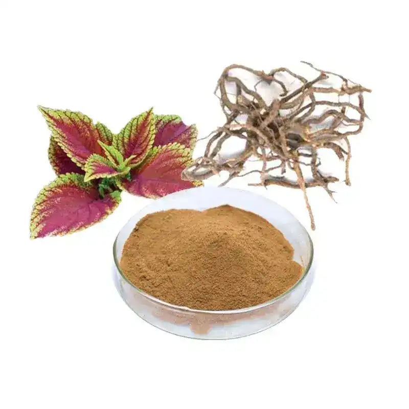 Organic Coleus forskohlii (Forskolin) Extract Powder - Herbuno.Com