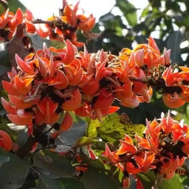 Palash Flower Extract Powder - Bulk Supplier India - shop_name