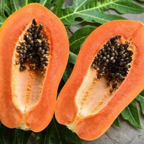 Papain 500 TU Enzyme Powder - Carica papaya - Herbuno.Com