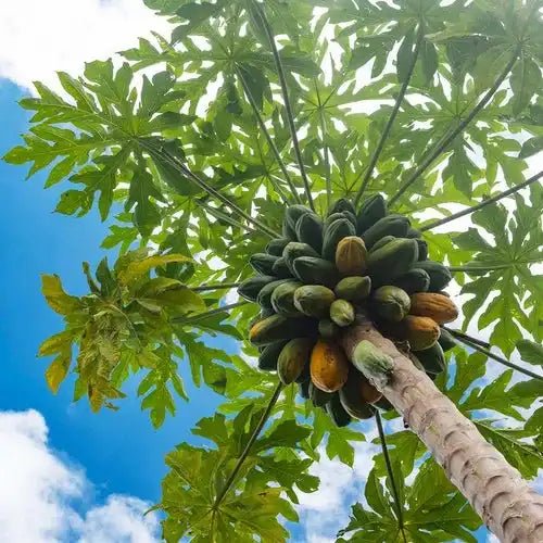 Papaya Fruit Extract Powder - Carica Papaya - Bulk Supplier India - shop_name