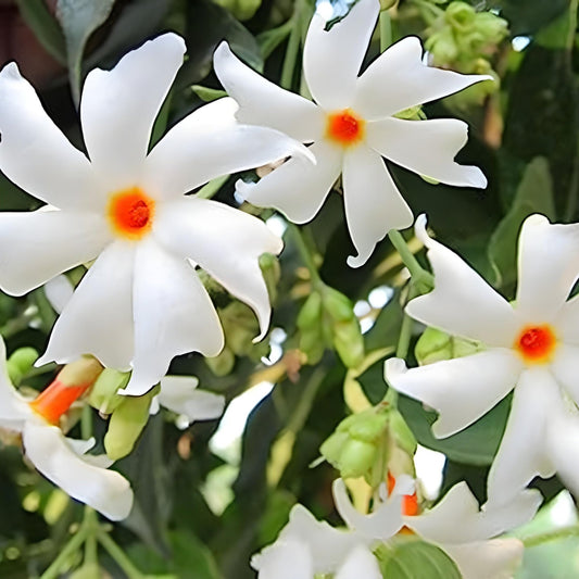 Parijat Flower Liquid Extract (Water Soluble) - Nyctanthes arbor-tristis - Herbuno.Com