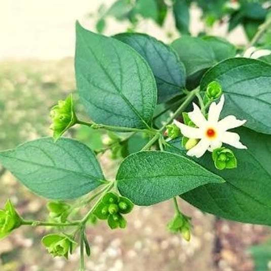 Parijat Leaf Liquid Extract (Water Soluble) - Nyctanthes arbor-tristis - Herbuno.Com