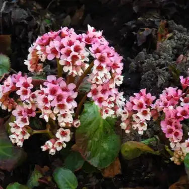 Pashanbhed Root Extract Powder - Herbuno.Com