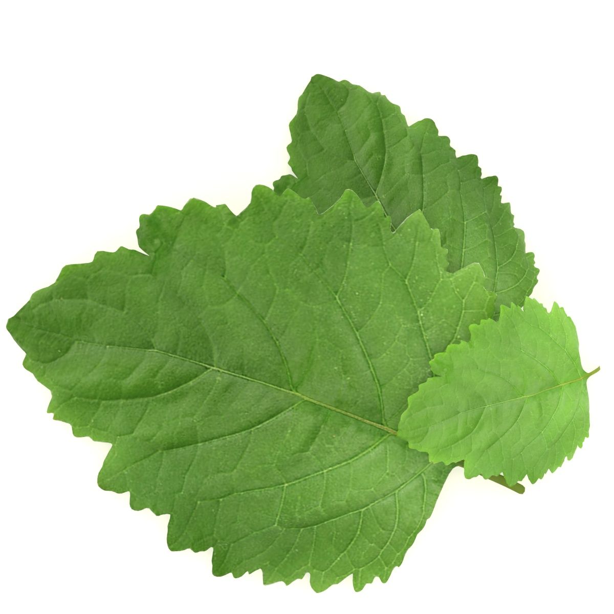 Patchouli Leaf Liquid Extract (Water Soluble) - Pogostemon cablin - Herbuno.Com