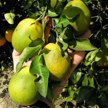 Persian Lime Extract Powder - Citrus latifolia - Bulk Supplier India - shop_name