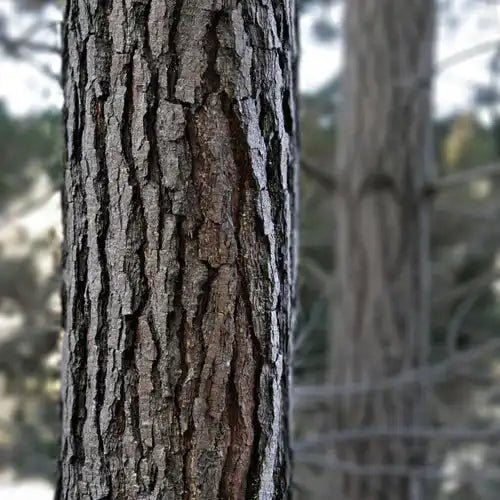Pine Bark Extract Powder - Bulk Supplier India - shop_name