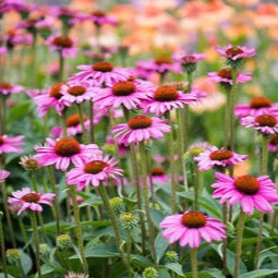 Purple Coneflower Extract Powder - Echinacea purpurea - Herbuno.Com
