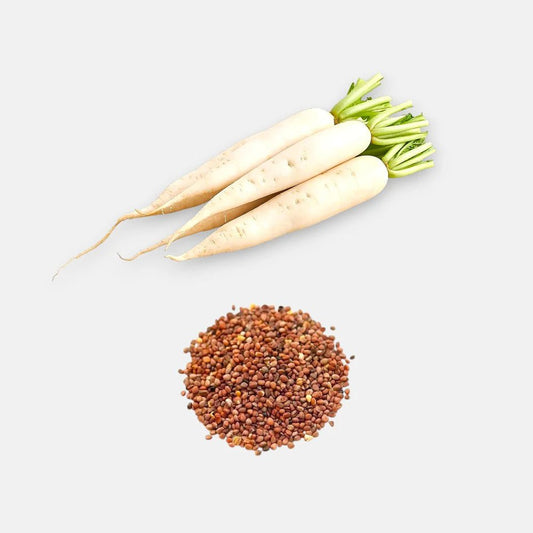 Radish Seed Liquid Extract (Water Soluble) - Raphanus sativus - Herbuno.Com