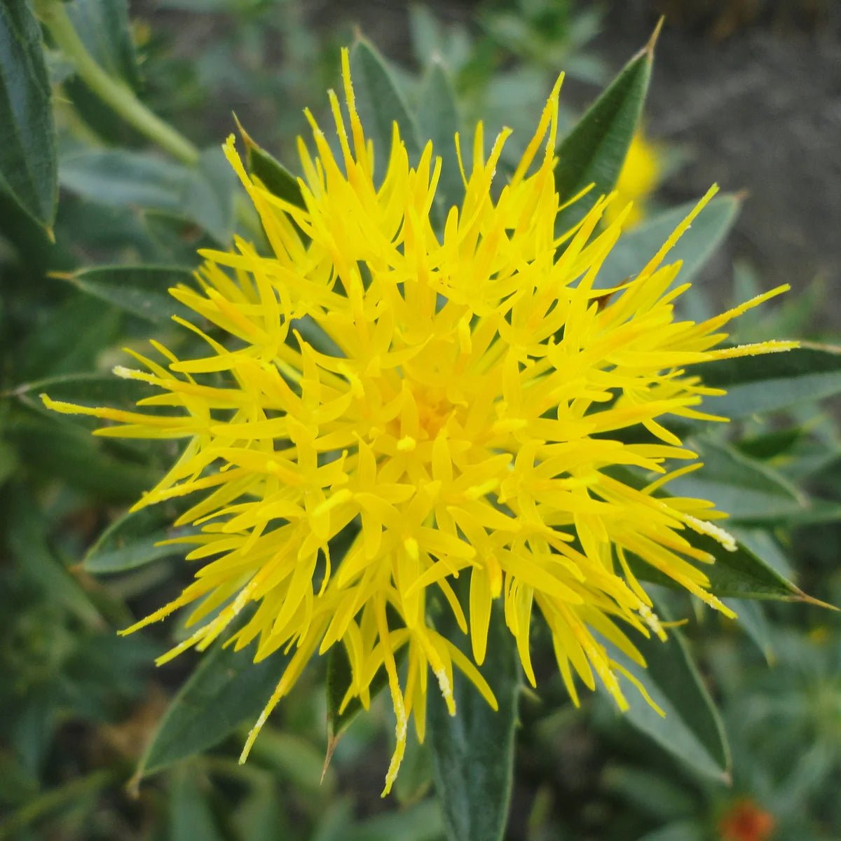 Safflower Liquid Extract (Water Soluble) - Carthamus tinctorius - Bulk Supplier India - shop_name