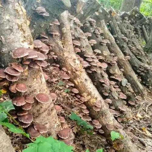 Shiitake Mushroom Extract - Lentinula edodes - Herbuno.Com