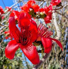 Silk Cotton (Simbal) Flower Liquid Extract (Water Soluble) - Bombax ceiba - Bulk Supplier India - shop_name