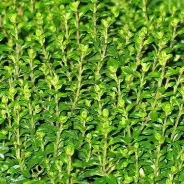 Thyme Extract Powder - Herbuno.Com