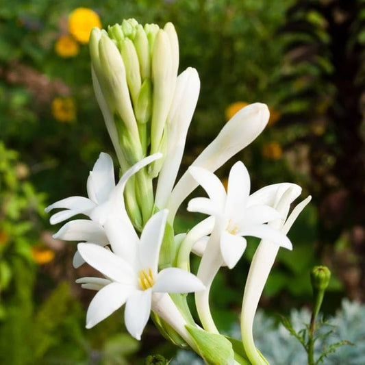 Tuberose (Rajnigandha) Flower Liquid Extract (Water Soluble) - Polianthes tuberosa - Herbuno.Com