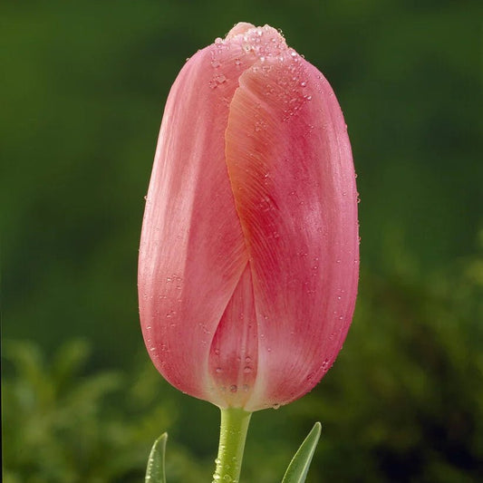 Tulip Flower Liquid Extract (Water Soluble) - Tulipa gesneriana - Herbuno.Com