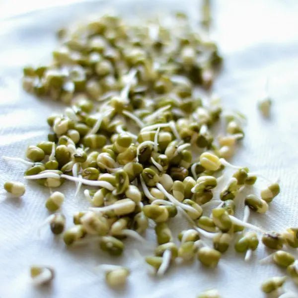 Vitamin B1 (4%) — From Sprouted Mung Bean - Bulk Supplier India - shop_name
